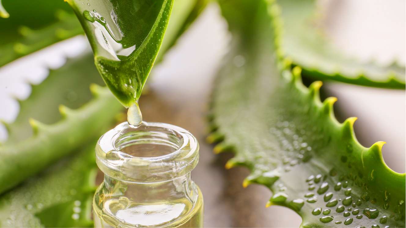 アロエベラ液汁
