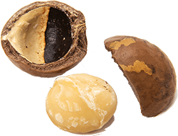 マカデミア種子オイル