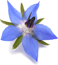 ボラージオイル