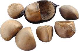 アボカドオイル