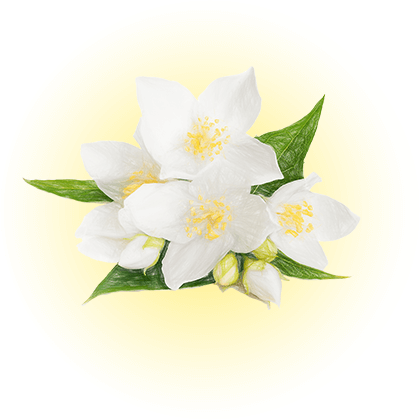 デリケート・ジャスミン