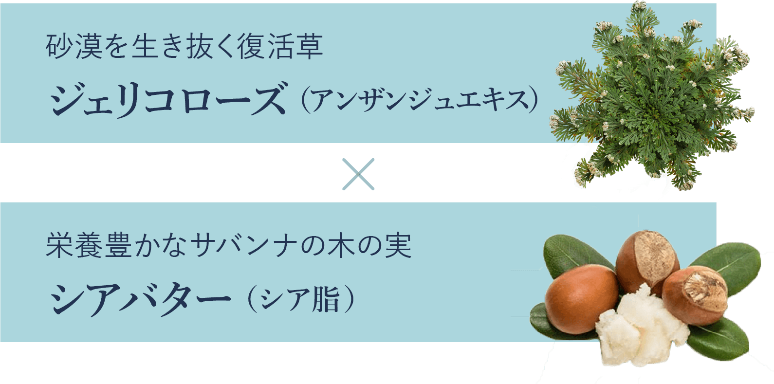 乾燥ダメージを集中ケア 砂漠を生き抜く復活草 ジェリコローズ(アンザンジュエキス)×潤いバリアを巡らせる 栄養豊かなサバンナの木の実 シアバター(シア脂)