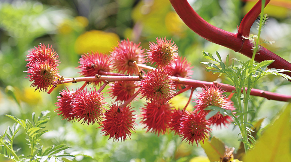 カスターオイル