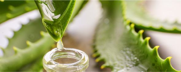 アロエベラ液汁