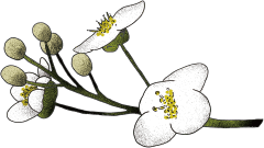 アビシニアンオイル