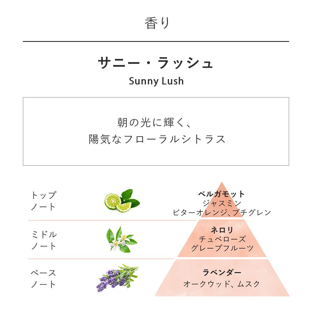 ボディケア コンプリートキット サニー・ラッシュの商品画像